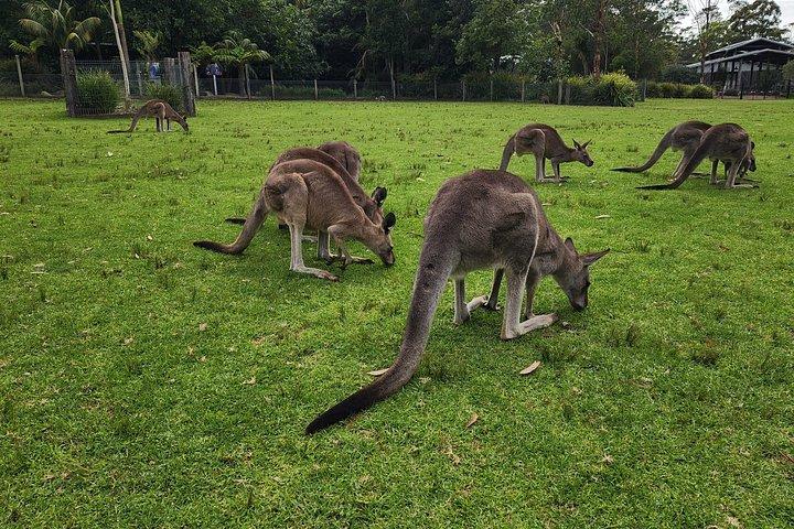 Sydney und die Blue Mountains an einem Tag
