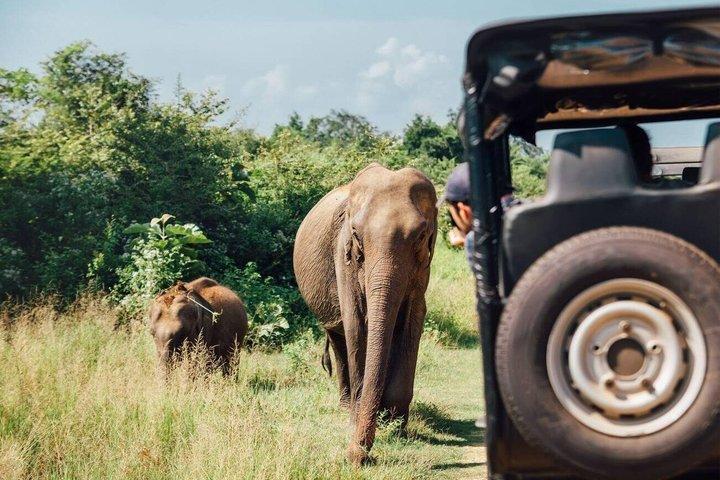 Tour en safari por Udawalawa desde Tangalle