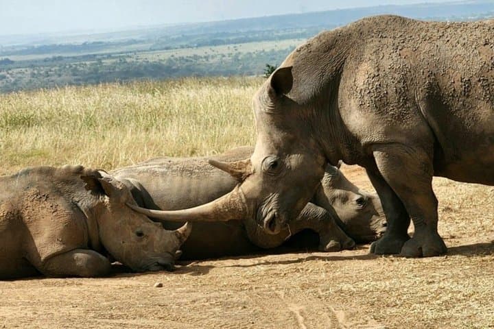 Safari Tour in Nairobi Wildlife