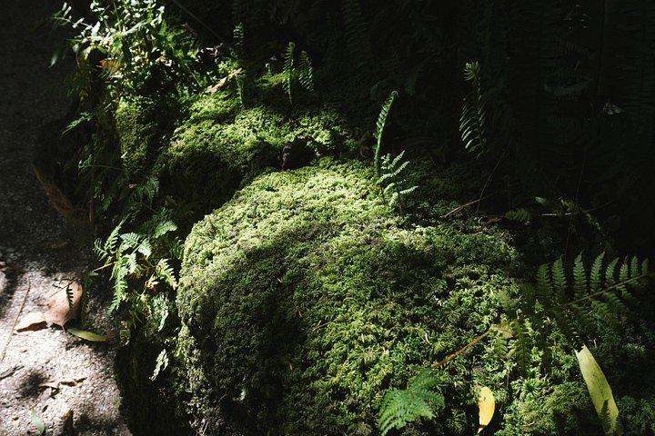 Auckland Essentials Half Day Tour - Devonport & Mt Eden and more