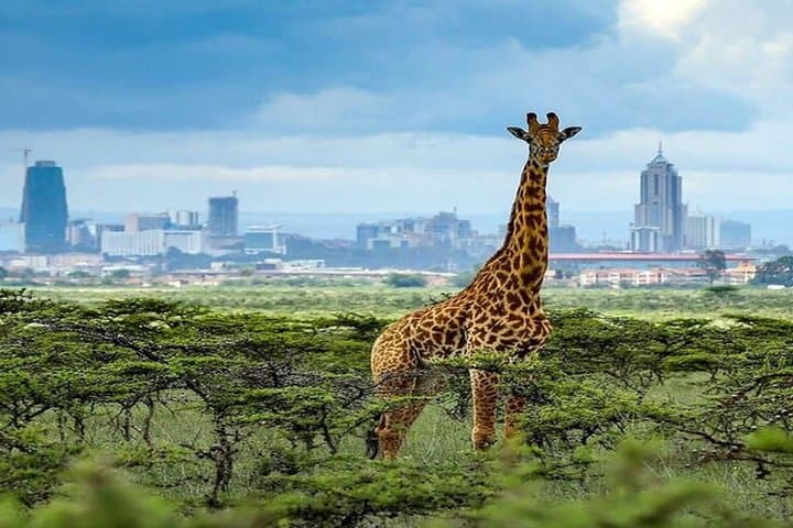 Half-Day Safari Adventure in Nairobi National Park