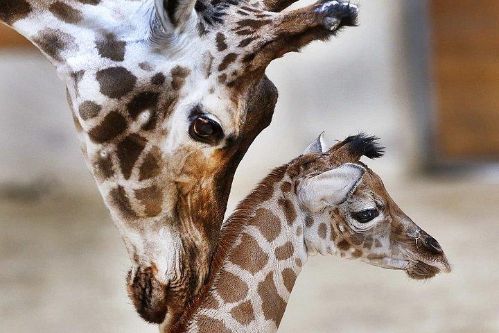 ナイロビ国立公園半日サファリアドベンチャー