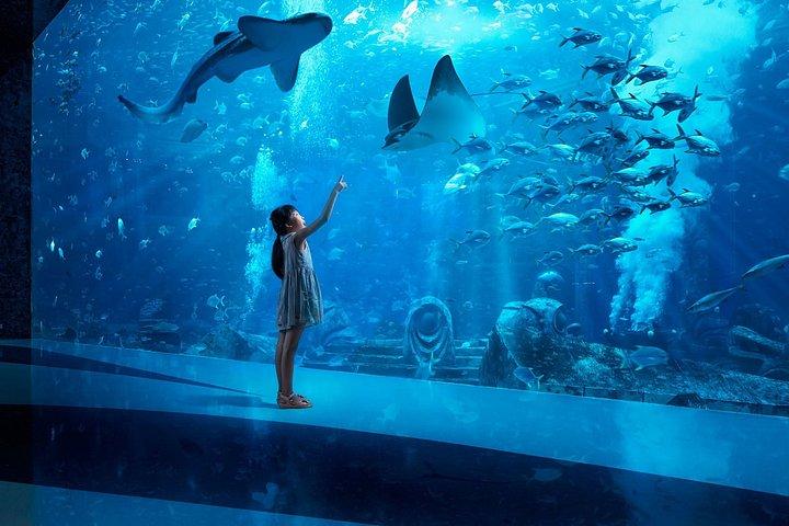 アクアベンチャーワールドドバイのロストワールド水族館
