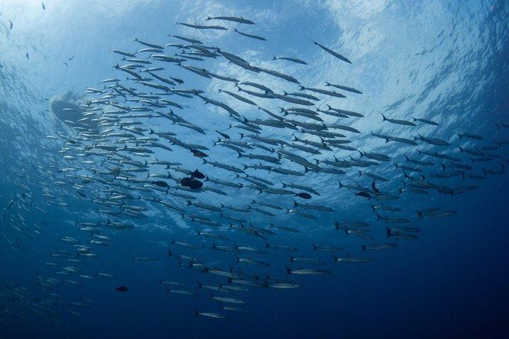 メノルカ海洋保護区での認定ダイバー向けダブルダイブ
