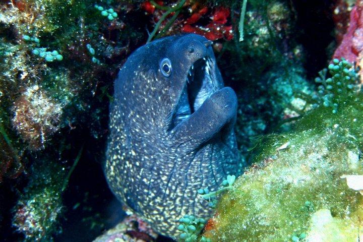 メノルカ海洋保護区での認定ダイバー向けダブルダイブ