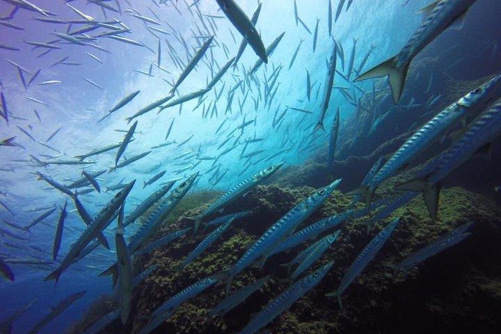 メノルカ海洋保護区での認定ダイバー向けダブルダイブ