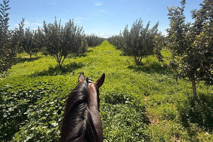 マラケシュの自然の中での乗馬、朝または夕暮れ時