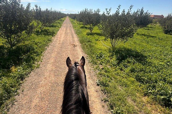 マラケシュの自然の中での乗馬、朝または夕暮れ時