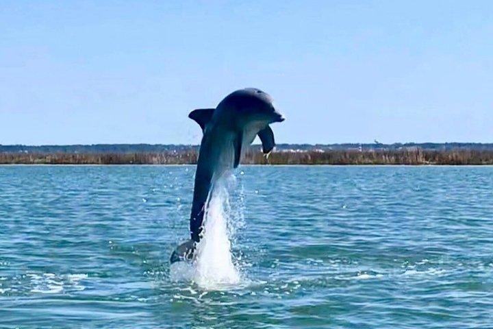 Crociera privata di 2 ore con Hilton Head Dolphin Watching