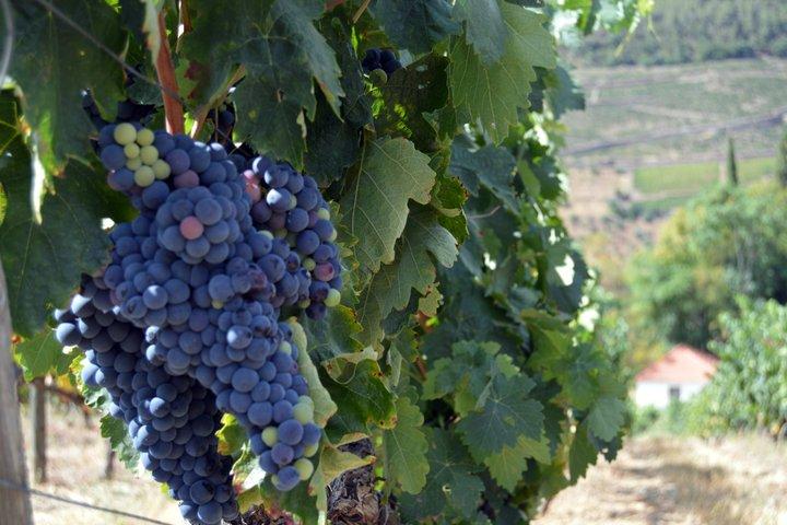 3-daagse Porto naar Douro Valley en Braga Food and Wine Tour