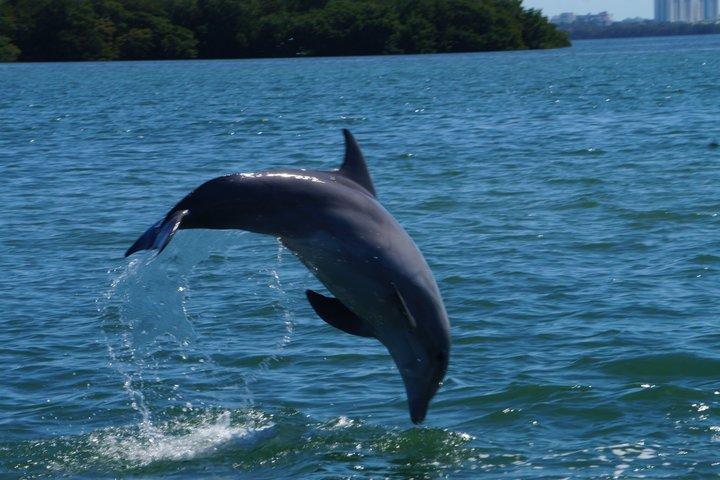 Excursão de barco em Miami com animais selvagens e natação