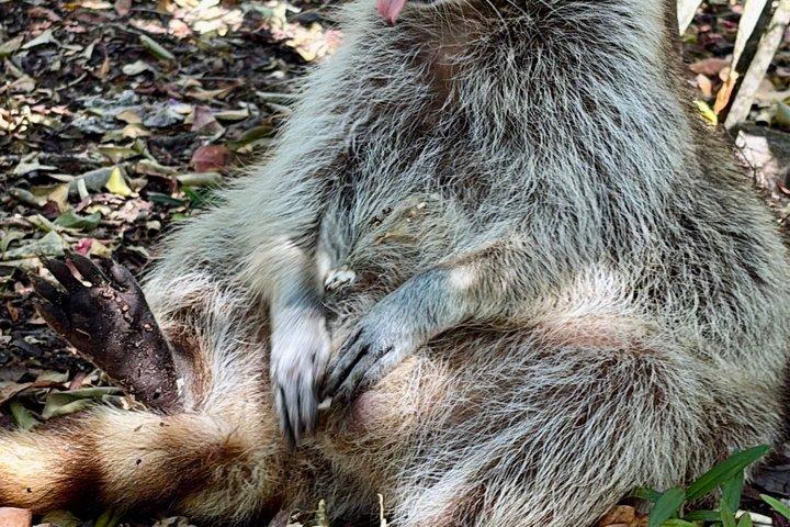 アライグマ島マイアミボートツアー（ワイルドライフ＆スイミング付き）