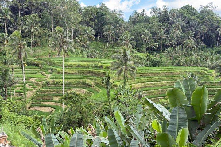 Bali Swing Volcano Rice Terrace And Waterfall Private Guided Tour