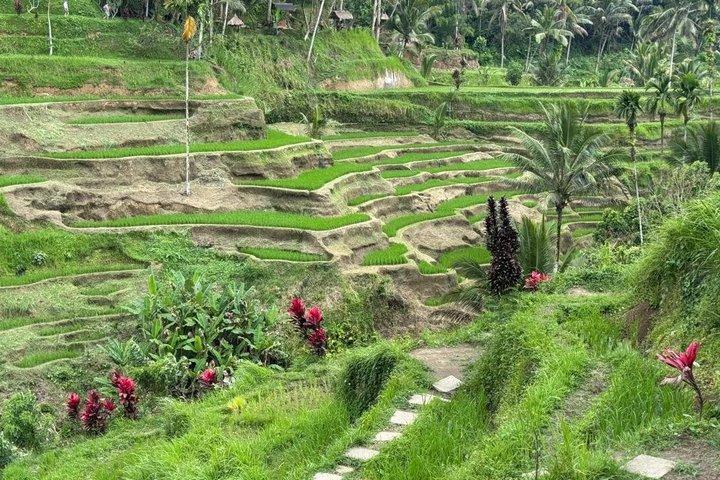 Bali Swing Vulcano Terrazza di riso e Cascata Tour guidato privato