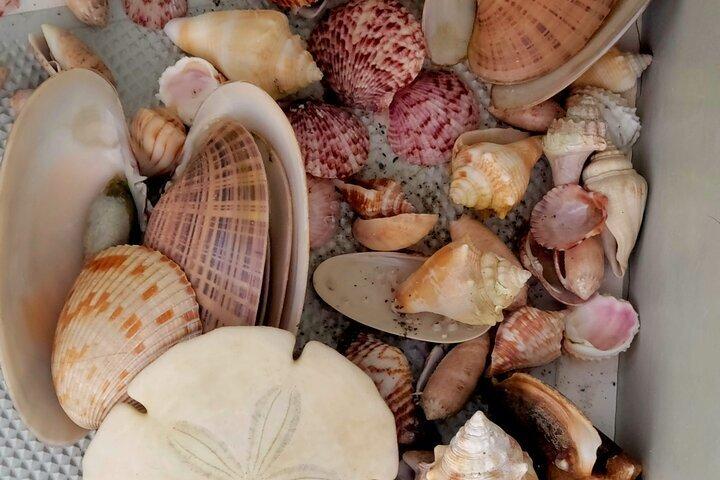 3 ore di snorkeling sui delfini e Shell Key Adventure St. Pete Beach