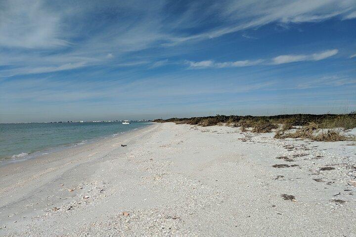 3 ore di snorkeling sui delfini e Shell Key Adventure St. Pete Beach