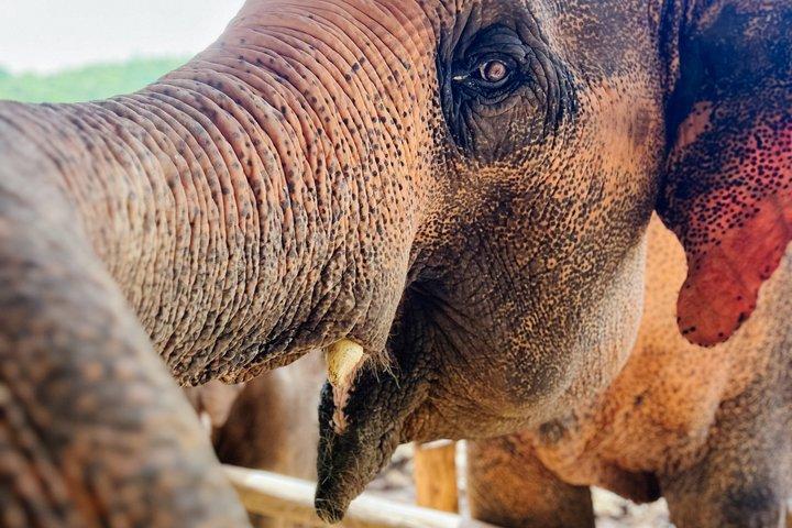 象のサンクチュアリチェンマイ、川下り、ジップライン＆滝