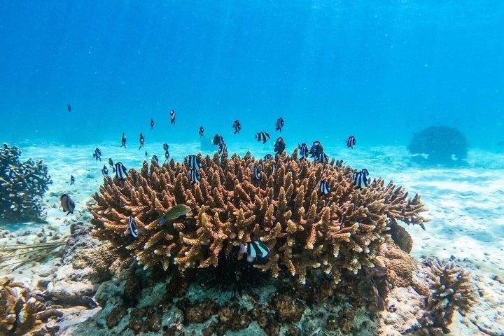プエルトプラタパラダイス島とカヨアリーナシュノーケリングツアー