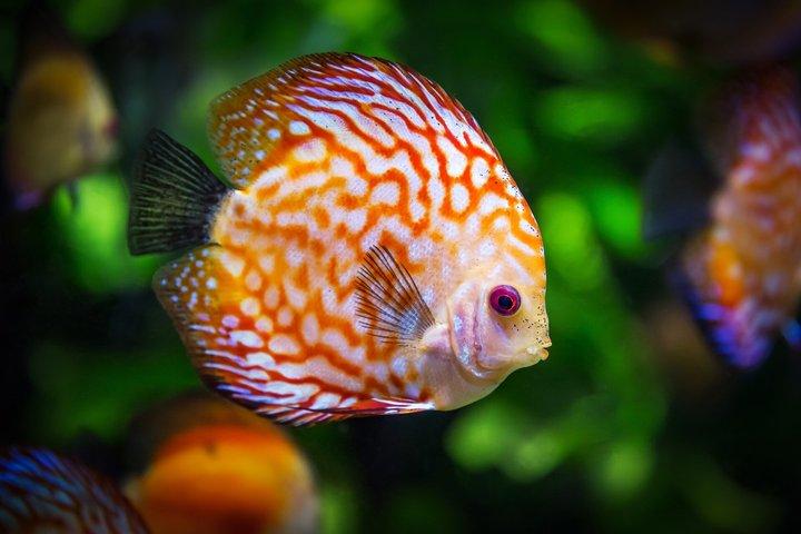 マイアミ・シュノーケリング・アドベンチャーサウスビーチから秘境の島へ
