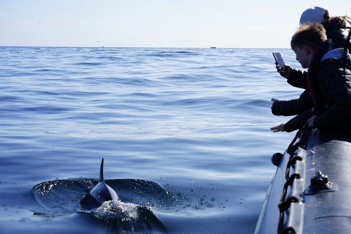 Observing Dolphins in Faro