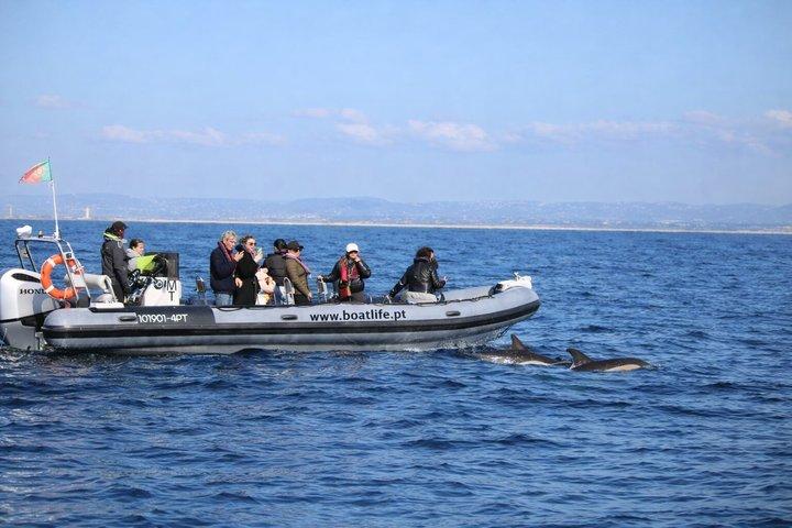 Observing Dolphins in Faro