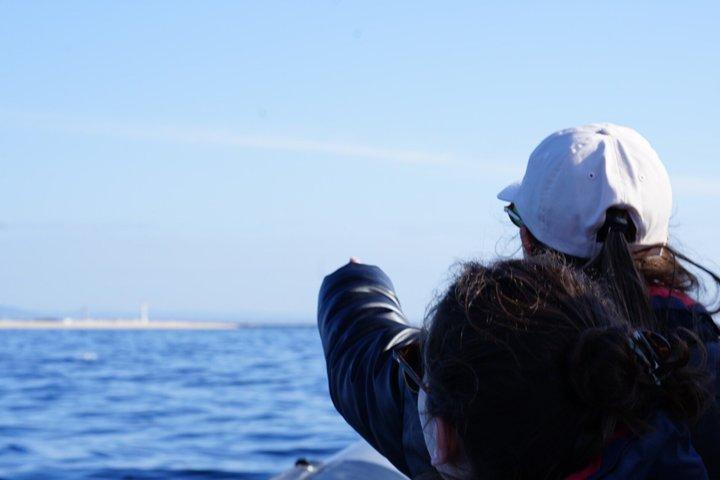 Observing Dolphins in Faro