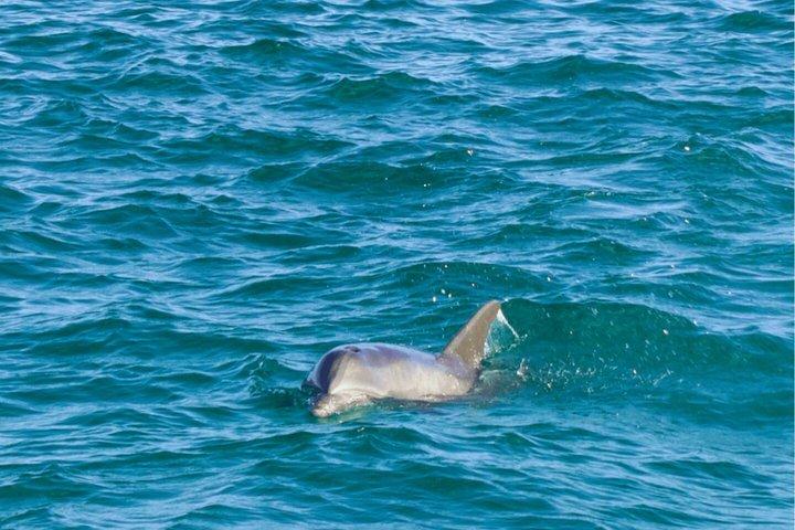Solnedgång Delfinkryssning i Destin Florida