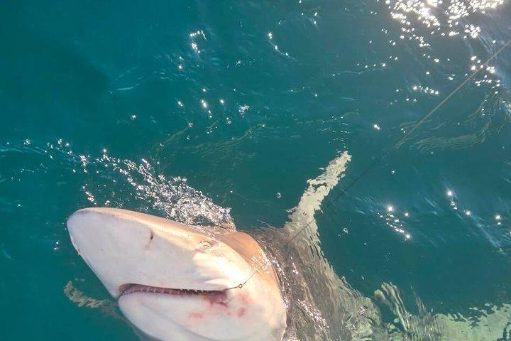 Haifischcharter in Destin fangen und freilassen