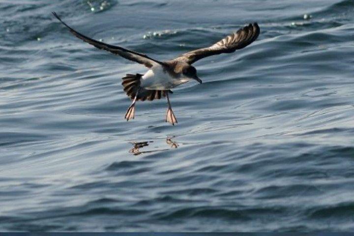 スケリグ・マイケル海鳥写真小グループ（ケンメア）