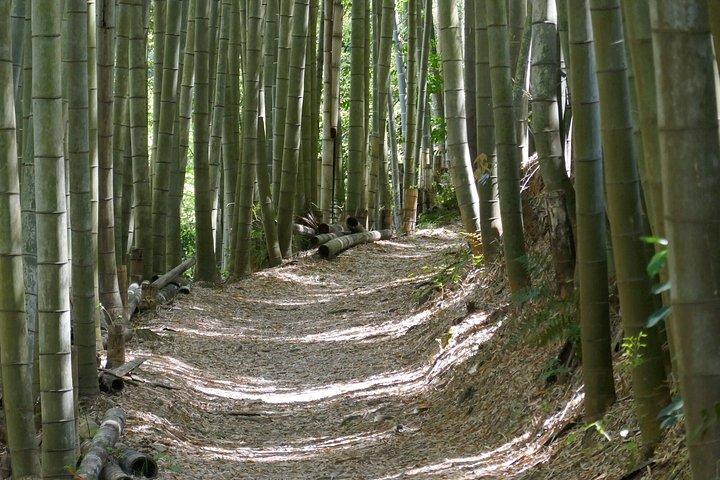 京都日帰りツアーの隠れた神社と武者道