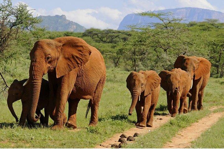 8 dagar Samburu Sweetwaters och massaj Mara Mid Range Safari