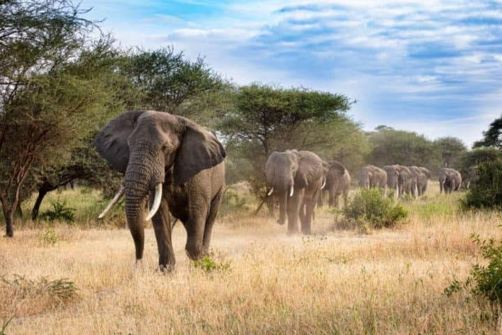 3 Days Maasai Mara Group joining Safari in a 4x4 Land Cruiser