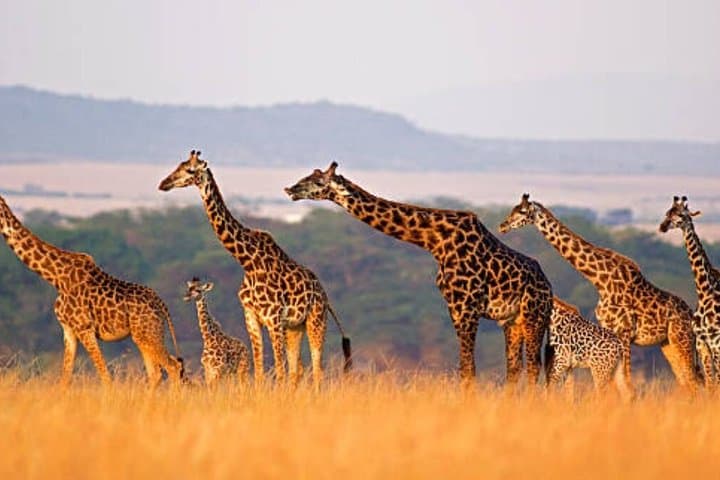 3 Days Maasai Mara Group joining Safari in a 4x4 Land Cruiser