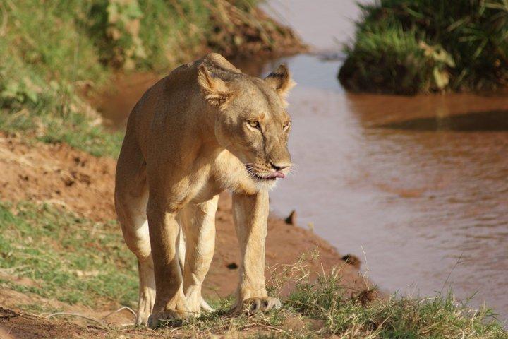 8 dagar Samburu Sweetwaters och massaj Mara Mid Range Safari