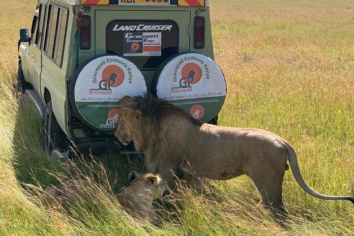 サンブル・スイートウォーターズ＆マサイマラ・ミッドレンジ・サファリ8日間