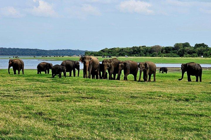 Tour de 10 días en Sri Lanka