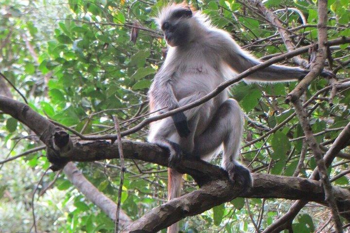 Jozani Red colobus monkey, Turtles Swim et The Rock Restaurant