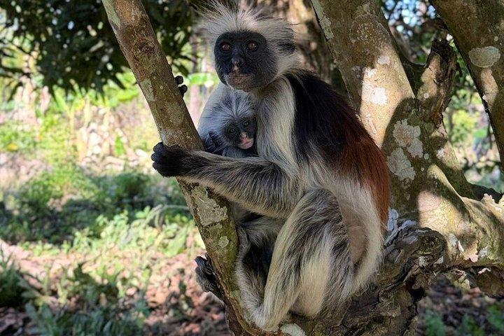 Jozani Red colobus monkey, Turtles Swim et The Rock Restaurant