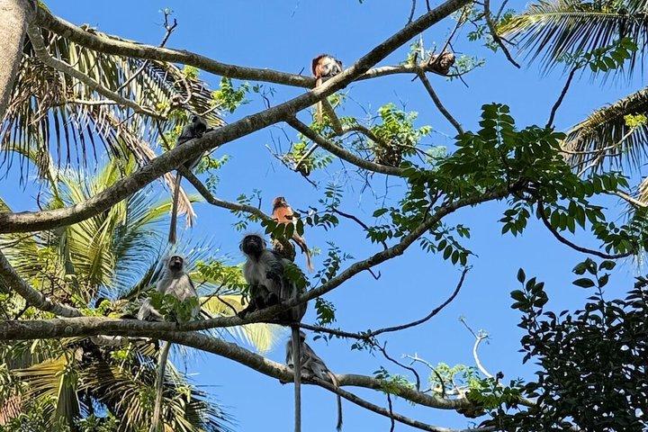Jozani Red colobus monkey, Turtles Swim et The Rock Restaurant