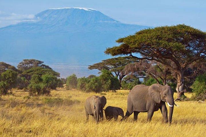 Amboseli National Park Group neemt deel aan dagtrip