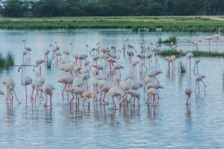 アンボセリ国立公園グループ参加日帰り旅行