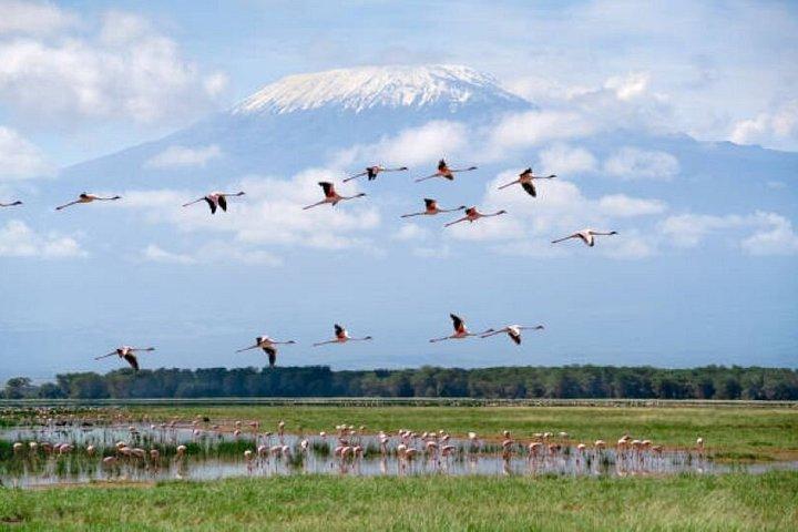 アンボセリ国立公園グループ参加日帰り旅行