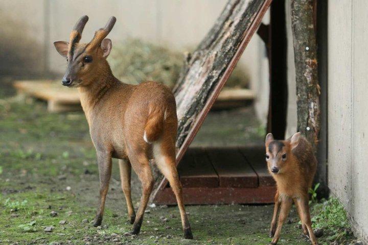 北海道旭山動物園・富良野・ニングルテラス観光日帰りツアー