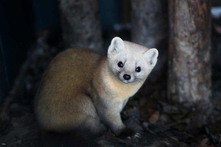 札幌発 北海道旭山動物園・富良野＆ニングルテラスツアー
