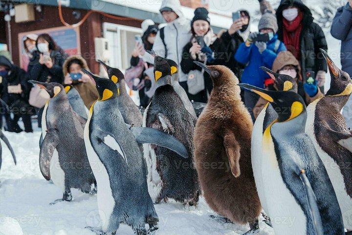 札幌発 北海道旭山動物園・富良野＆ニングルテラスツアー