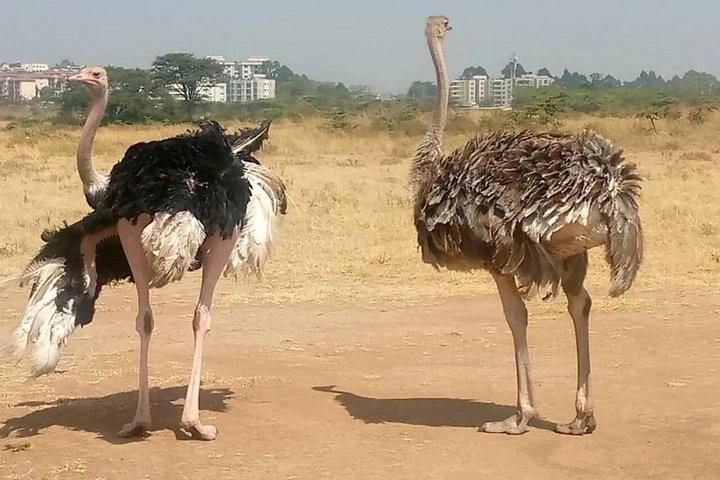 ヘルズゲートへの日帰り旅行とナイバシャ湖でのボート乗船（オプション）