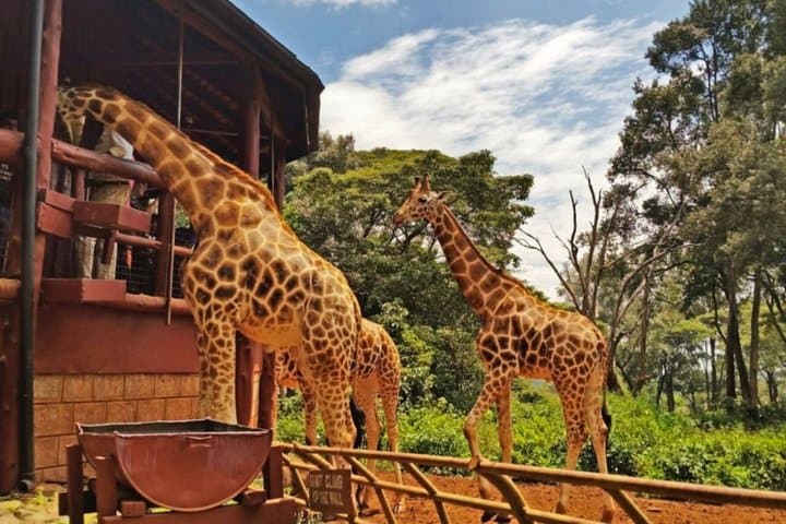 Nairobi Tour: Giraffe Center, Kobe Beads & Karen Blixen Museum