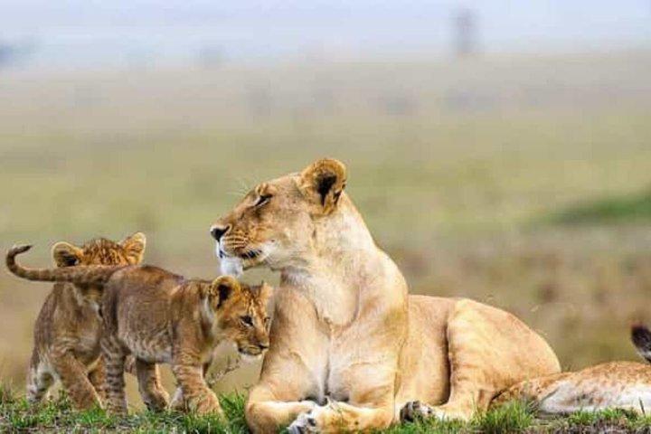 野生動物愛好家のためのナイロビ国立公園ガイド付きサファリツアー