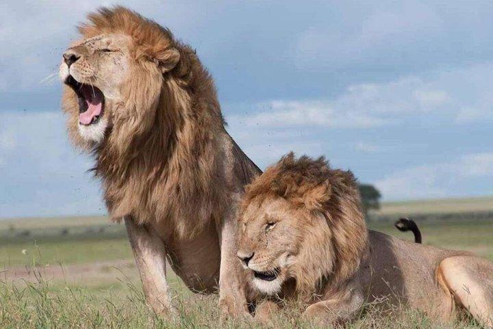 Tour Safari Guidato del Parco Nazionale di Nairobi per gli appassionati di fauna selvatica