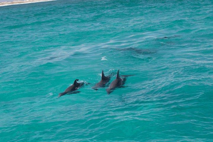 Solnedgång Delfinkryssning i Destin Florida